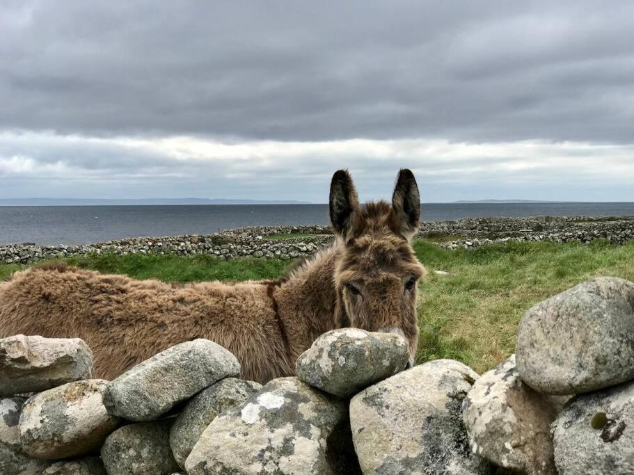 Apartmán Curlews Rest - Gateway To The Aran Islands Galway Exteriér fotografie